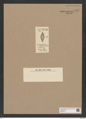 Coscinodiscus sp. (de-Toni-Nr.: Genus 202) Zeichnungen Sammlung Grunow Nr. 8935 (NHMW-BOT-W0378614)